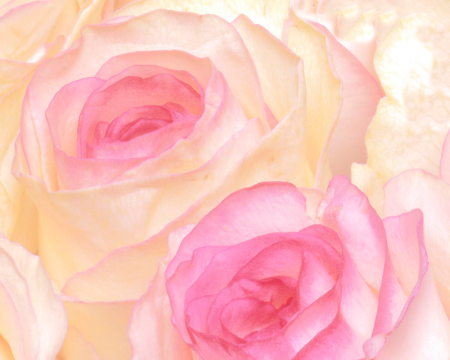 dolce-vita-roses.jpg