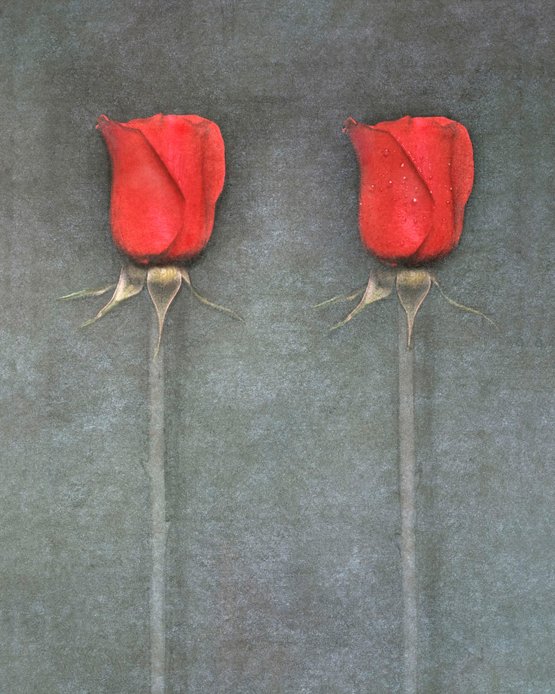 two-roses.jpg